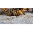Korale z naturalnym bałtyckim bursztynem: koniak, zielony oraz rzadki biały bursztyn